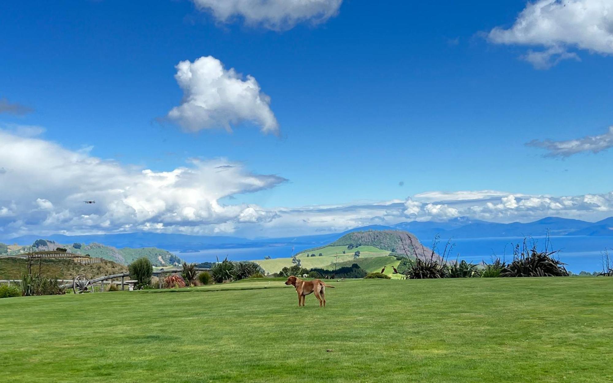Hilltop Whakaipo Estate Tauposjön Exteriör bild