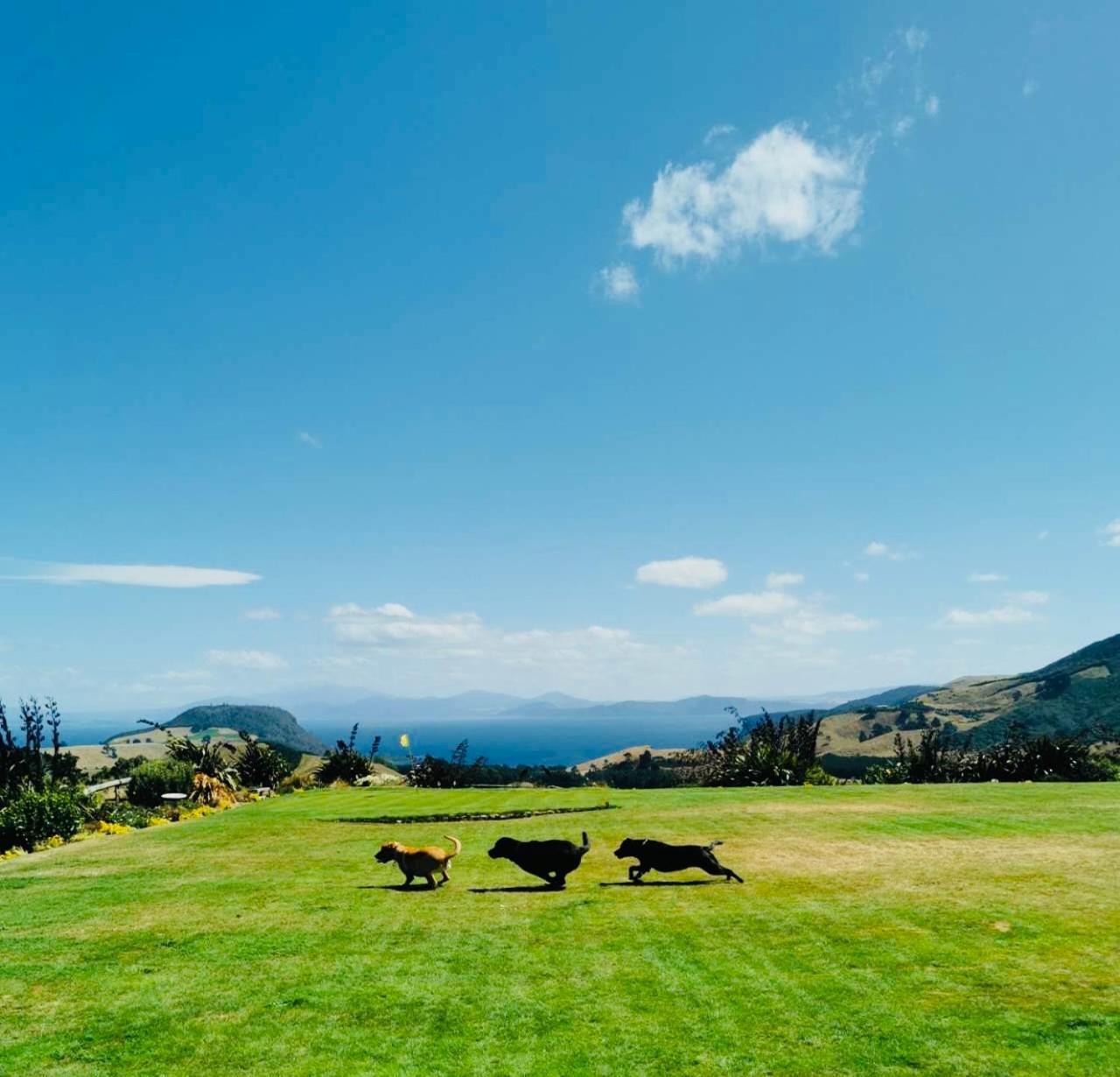 Hilltop Whakaipo Estate Tauposjön Exteriör bild